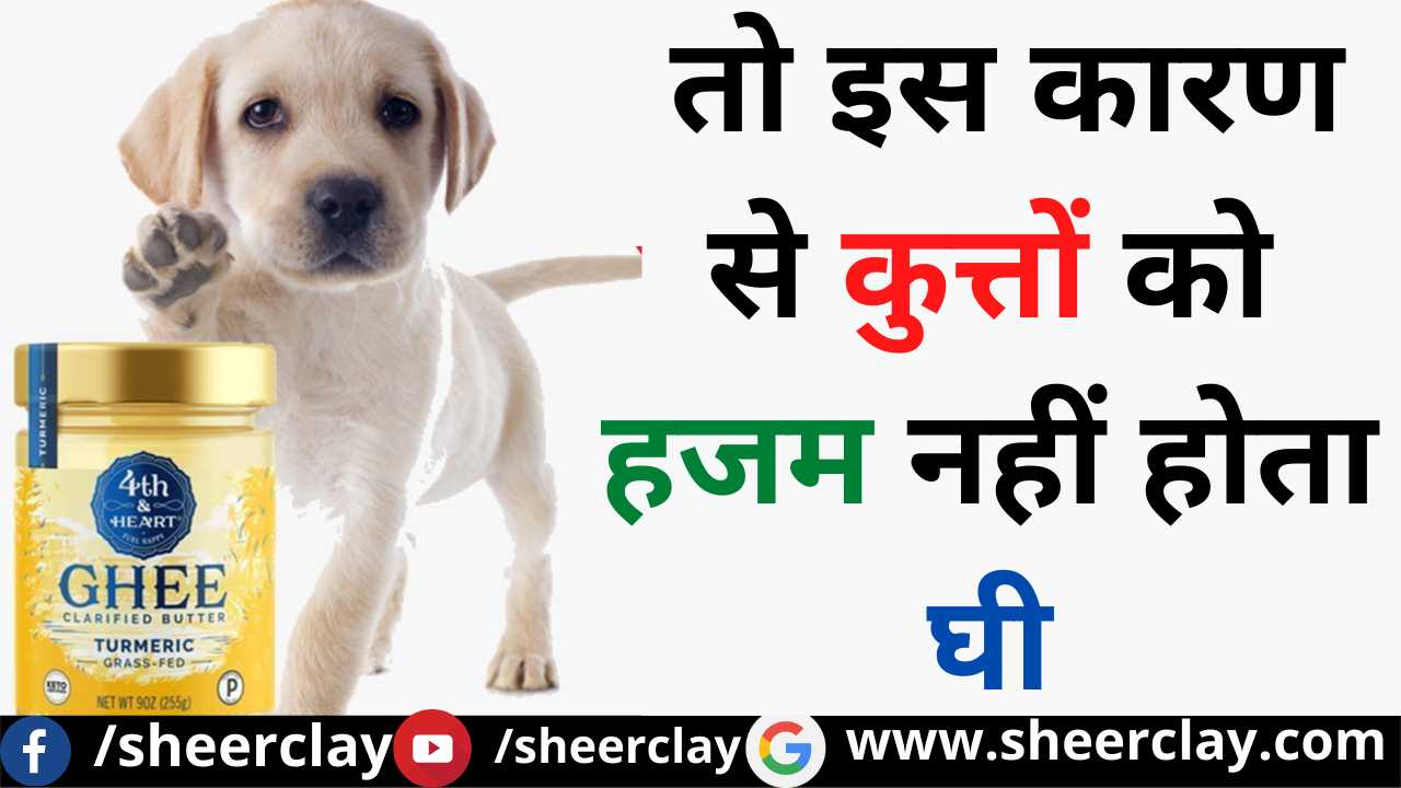 Amazing facts So for this reason dogs do not digest ghee,Amazing facts