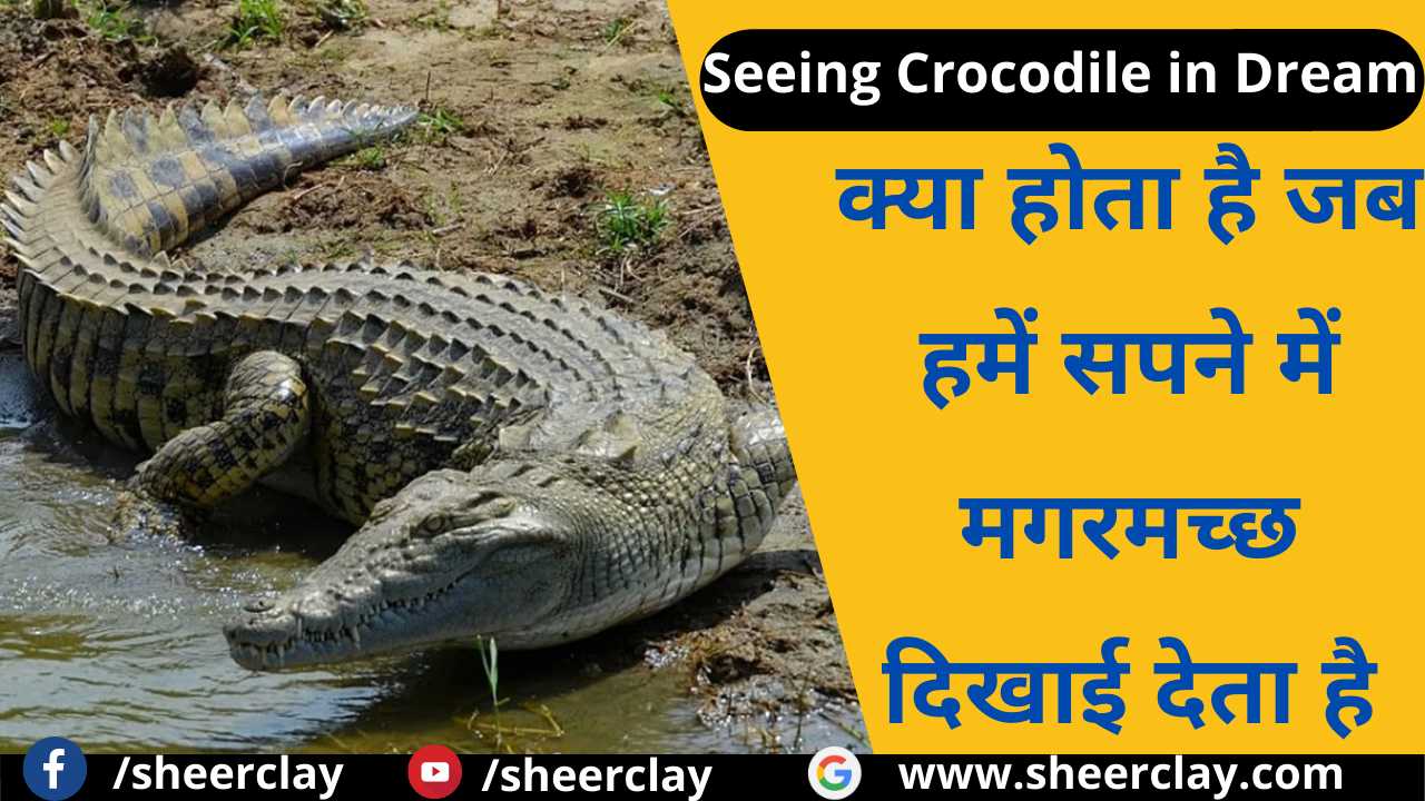 Seeing Crocodile in Dream What happens when we see a crocodile in a
