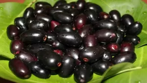 गर्मियों में जामुन के फल को खाने से मिलते हैं कई सारे फायदे, सेहत के लिए बेहद लाभकारी