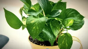 Money plant Vastu Tips: घर पर है मनी प्लांट का पौधा तो भूलकर भी ना करें ये गलतियाँ