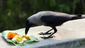 पितृपक्ष विशेष : पितृपक्ष में कौवे को देख जाने कैसे मिलते हैं धन और भाग्य के संकेत