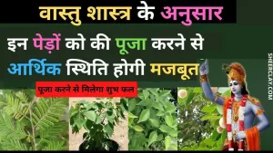 Vastu Tips In Hindi: घर में लगायें इस तरह के पौधे, रोजाना पूजा करने से आर्थिक स्थिति होगी मजबूत